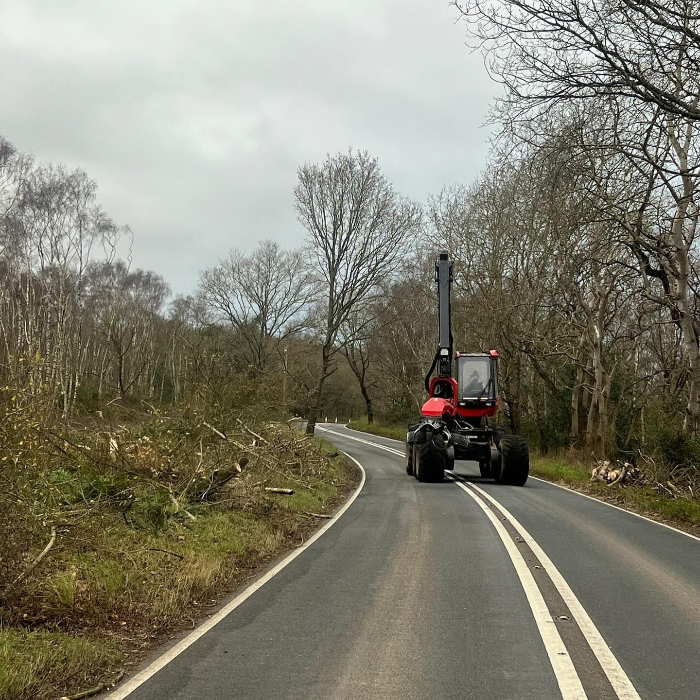 Roadside Tree Removal