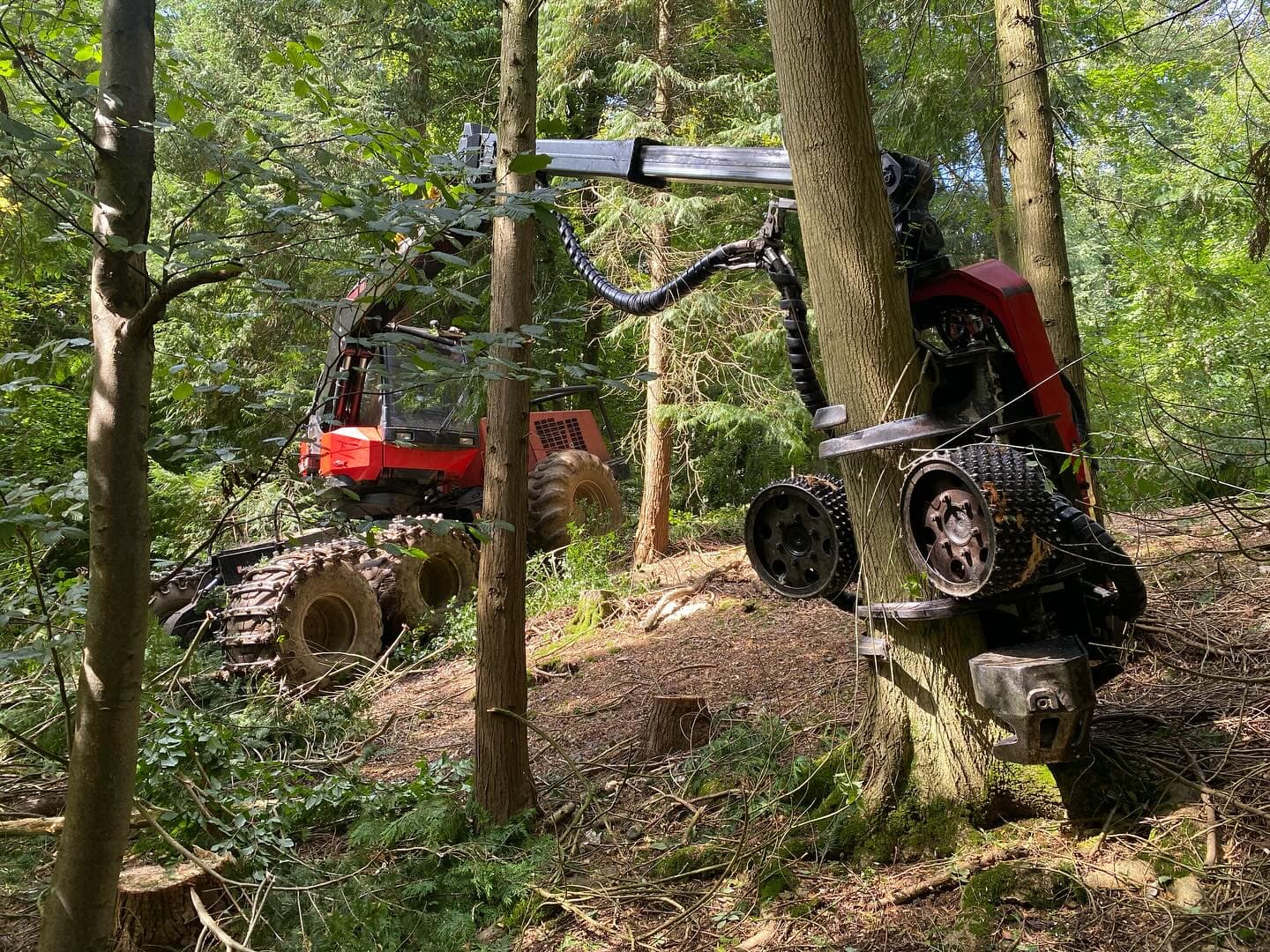 Tree Shearing