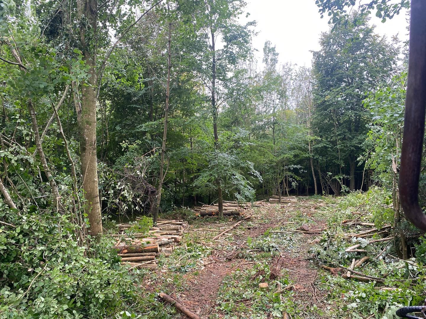 Forest Management